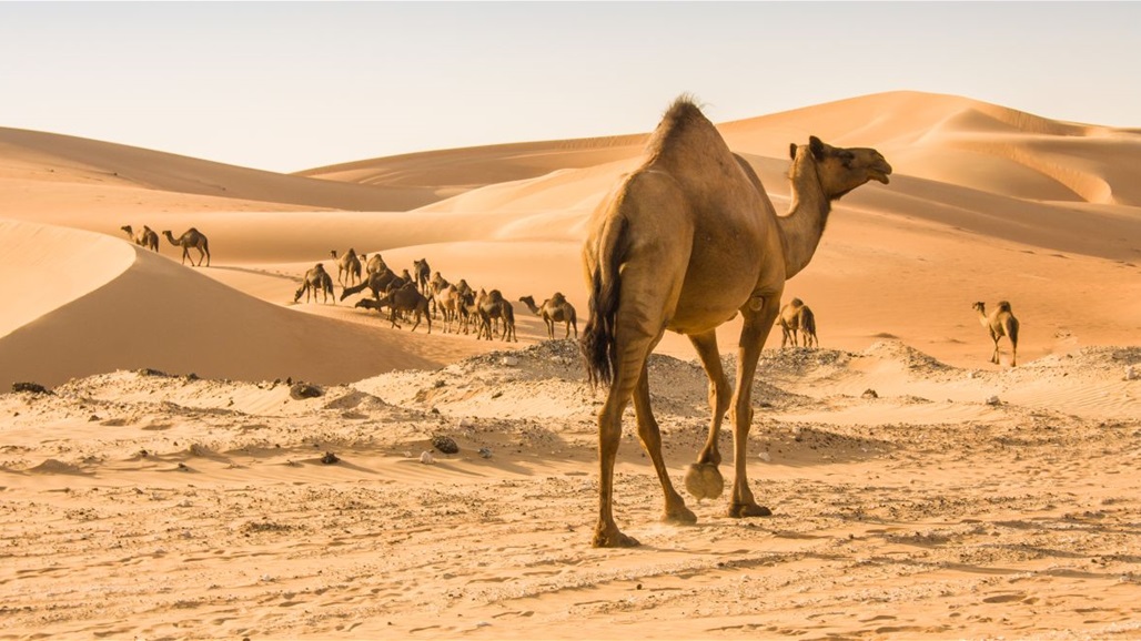 ثلوج العاصفة "جويس" تغطي ظهور الجمال في السعودية (فيديو)