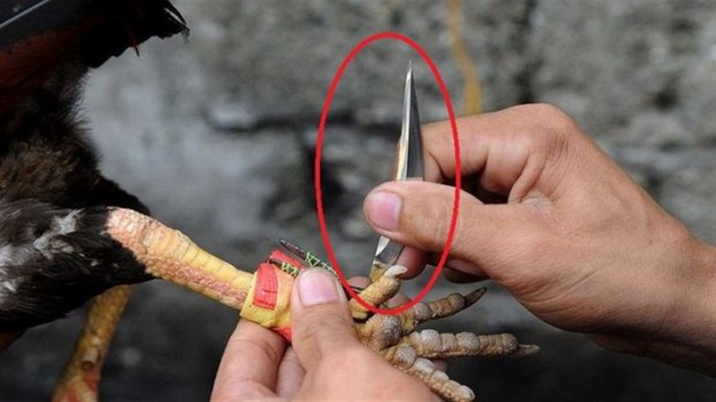 ديك يطعن صاحبه بسكين حتى الموت