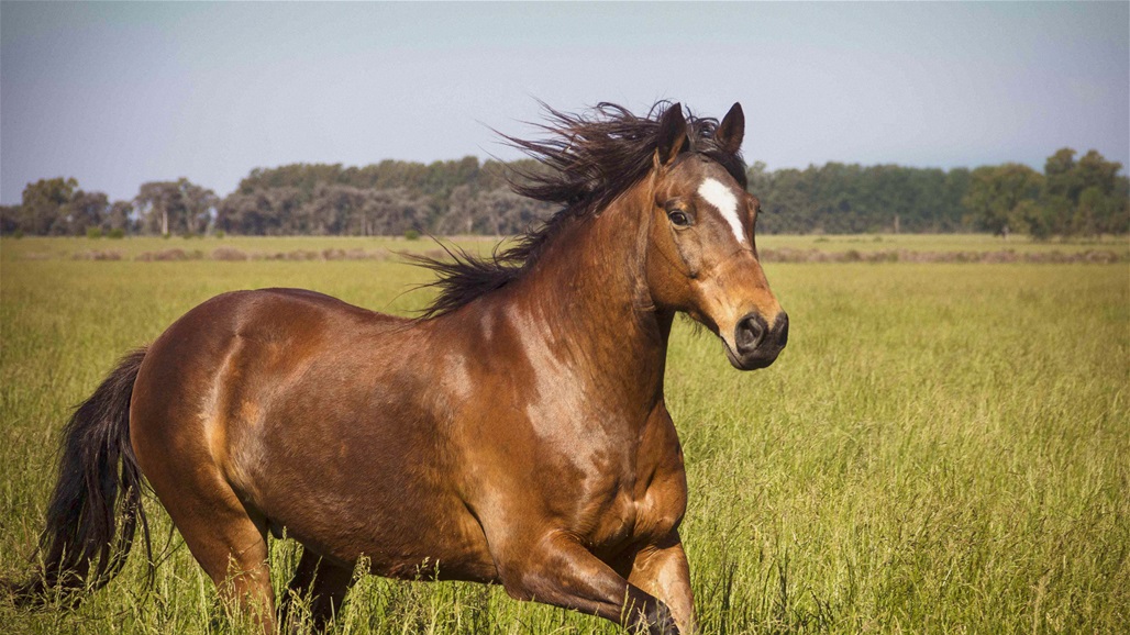 مشهد مؤلم... لحظة اصطدام حصان جامح بسيارة مسرعة