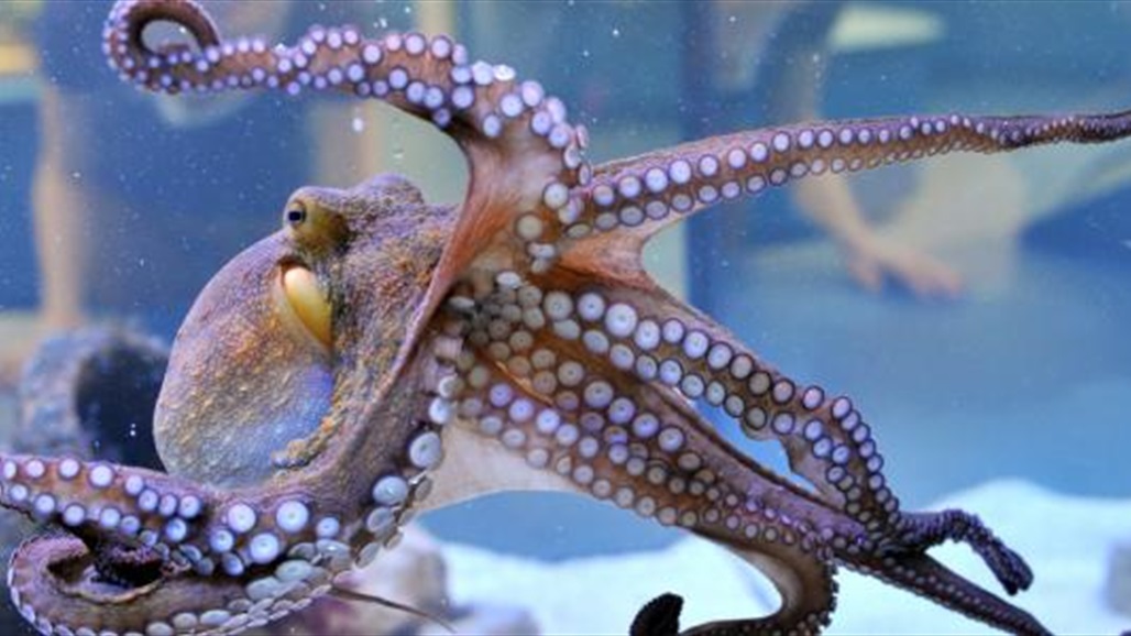 لن تصدقوا... الأخطبوط يشبه الإنسان في نومه!