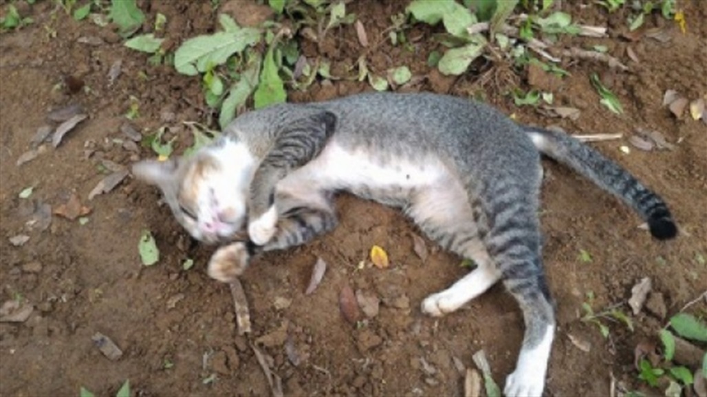 بالفيديو: قطة تحمي اشبالها من الكوبرا