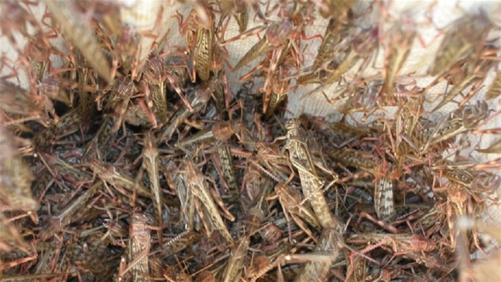 بالفيديو: الجراد يغزو محافظة البقاع اللبنانية