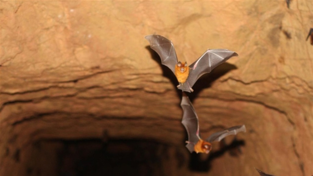 اكتشاف فيروس كورونا جديد.. والمصدر ذاته في "قفص الاتهام"