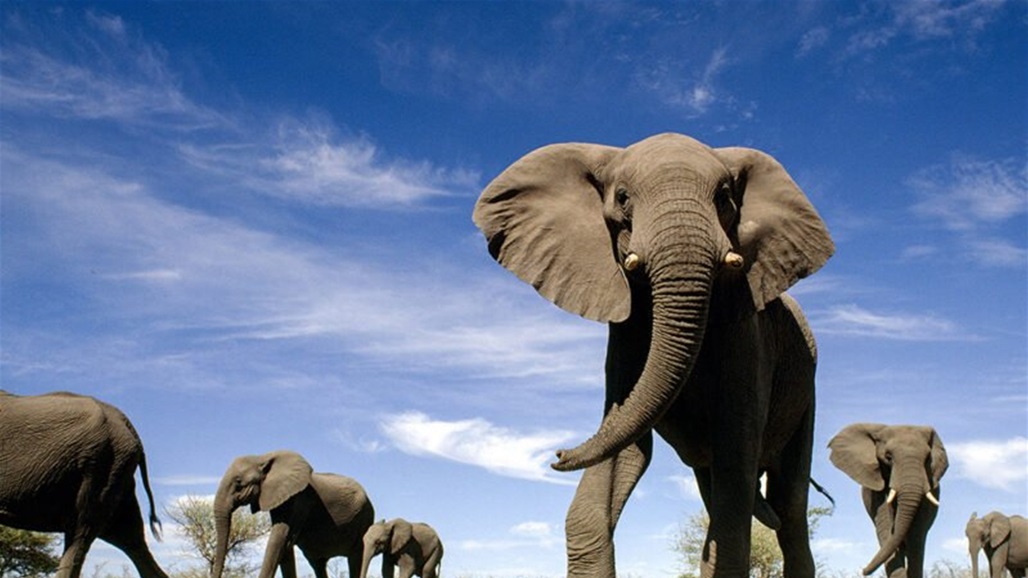 الأولى من نوعها.. دعوى قضائية من فيل ضد حديقة حيوانات!