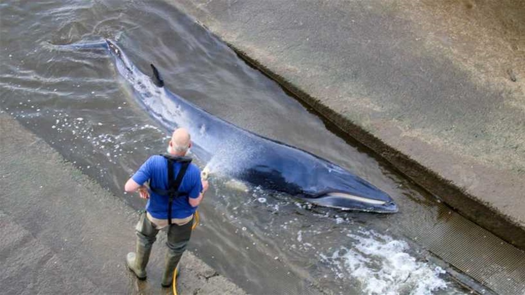 بالصور والفيديو: عملية إنقاذ نادرة لحوت علق في نهر التايمز
