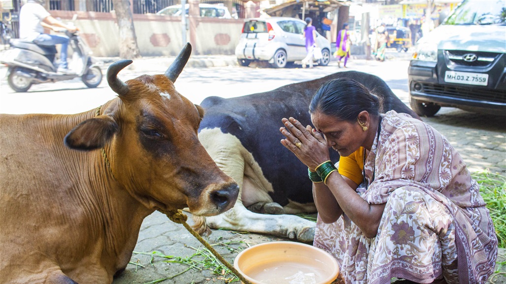 في الهند.. "فضلات الأبقار" علاجٌ فعال لكورونا! ما رأي العلم؟