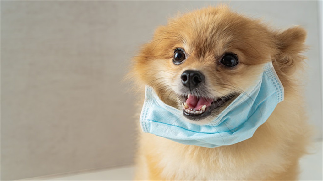 اكتشاف نوع جديد من فيروس كورونا.. منشأه الكلاب