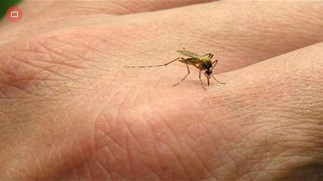 كيف يختار البعوض ضحاياه دون غيرهم.. وما هي صفات الجسم الجاذبة له