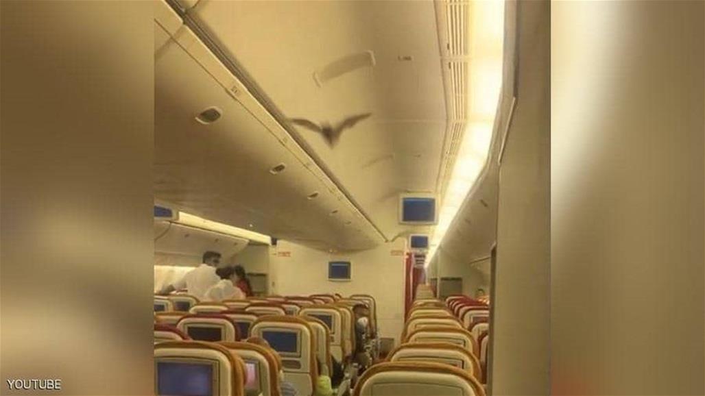 بالفيديو: خفاش يثير الذعر في طائرة هندية ويجبرها على العودة!