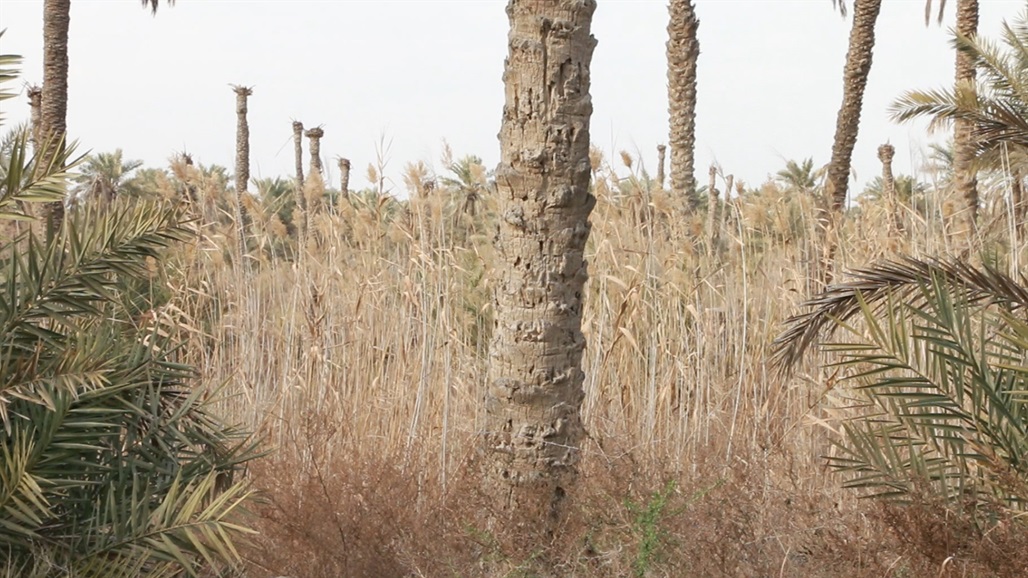الزراعة: العاصمة بغداد غير صالحة للسكن..ما السبب؟