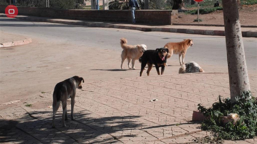 بعد ان حاول اطعامها.. كلاب تنهش طفلا حتى الموت والأب يروي التفاصيل