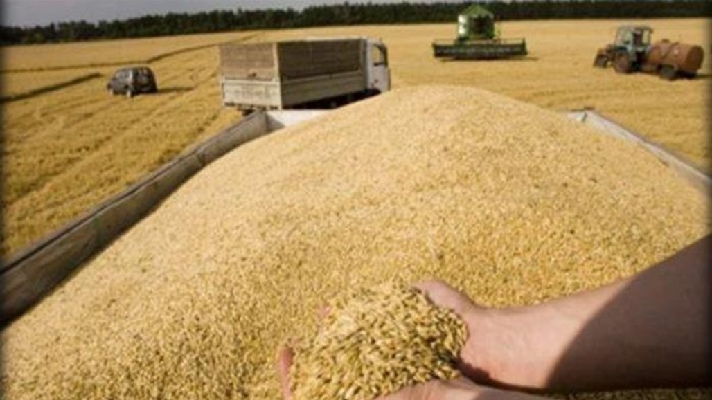 الزراعة تباشر بصرف مستحقات محصول الذرة الصفراء