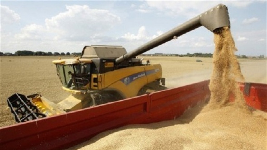 قبل تسويقها للتجارة.. ضبط كميات كبيرة من "الحنطة السامة" جنوبي العراق