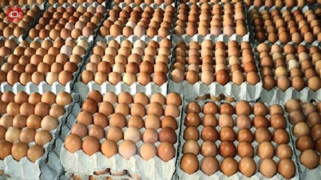 الزراعة تكشف سبب ارتفاع اسعار البيض والدجاج وتضع خطة لخفضها