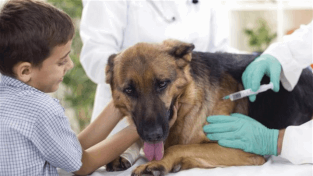 أميركا تبدأ حملة تطعيم الحيوانات ضد كورونا