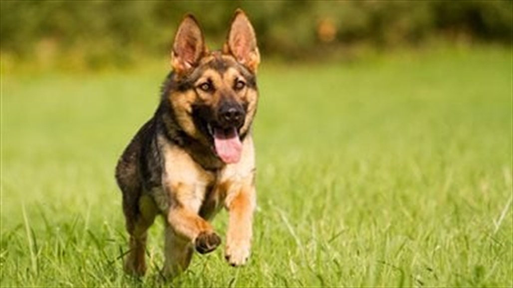 خاطر بحياته لانقاذ كلب... اليكم ماذا حدث!