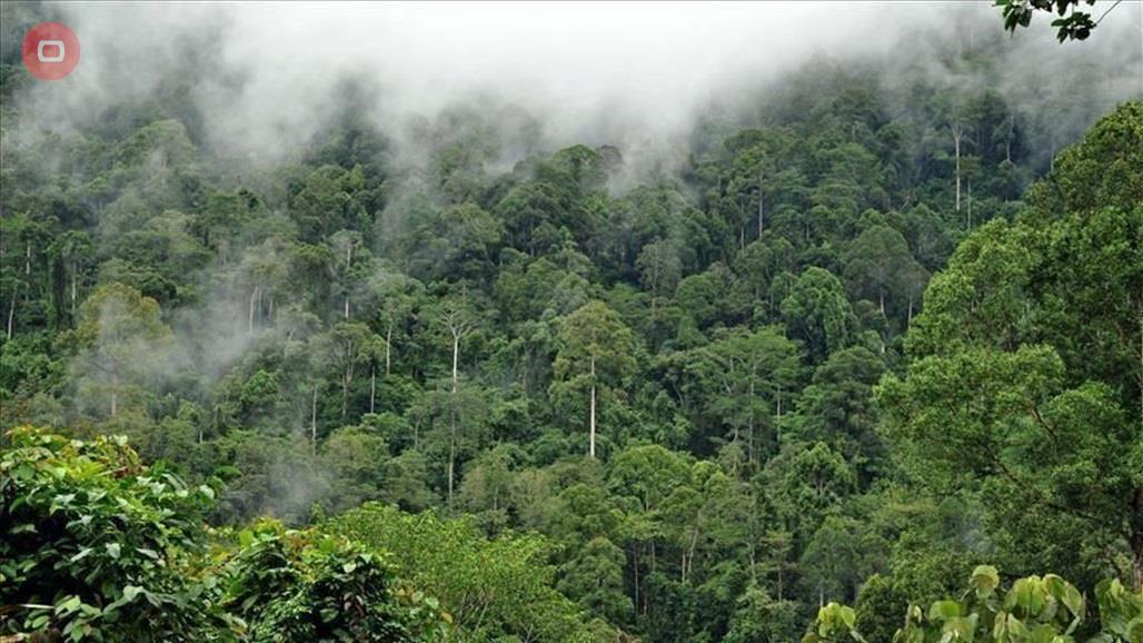 الأمازون تتحول لخطر يهدد العالم