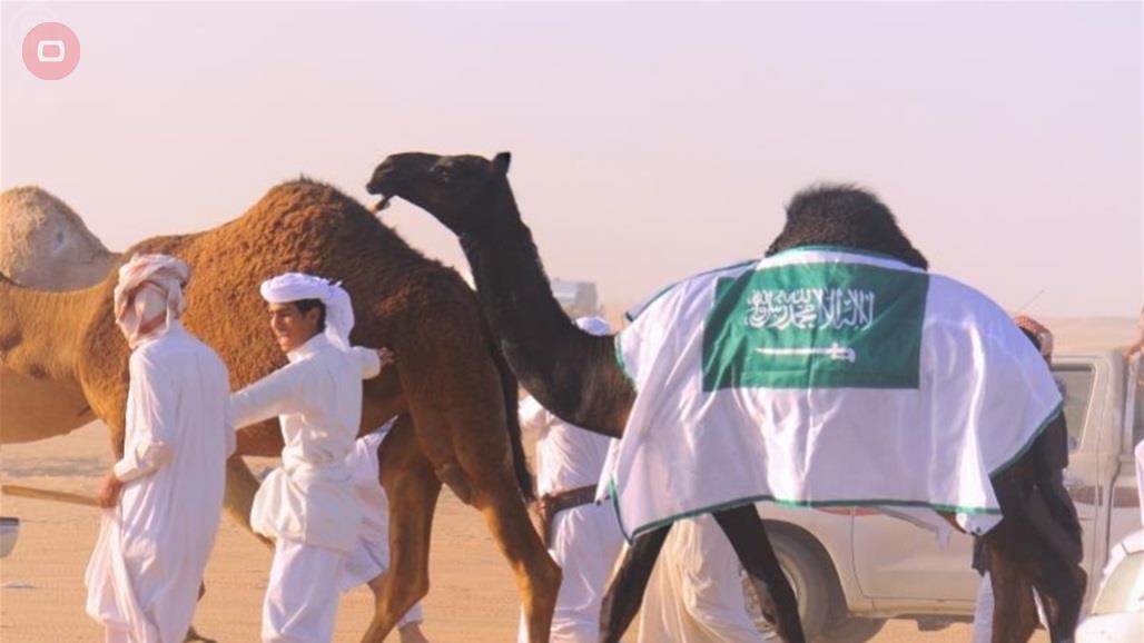 صفقة غريبة في السعودية.. عرض إعارة جمل لمدة عام مقابل 1.3 مليون دولار
