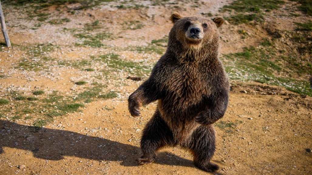 في حادث مأساوي... دب يهاجم السياح!