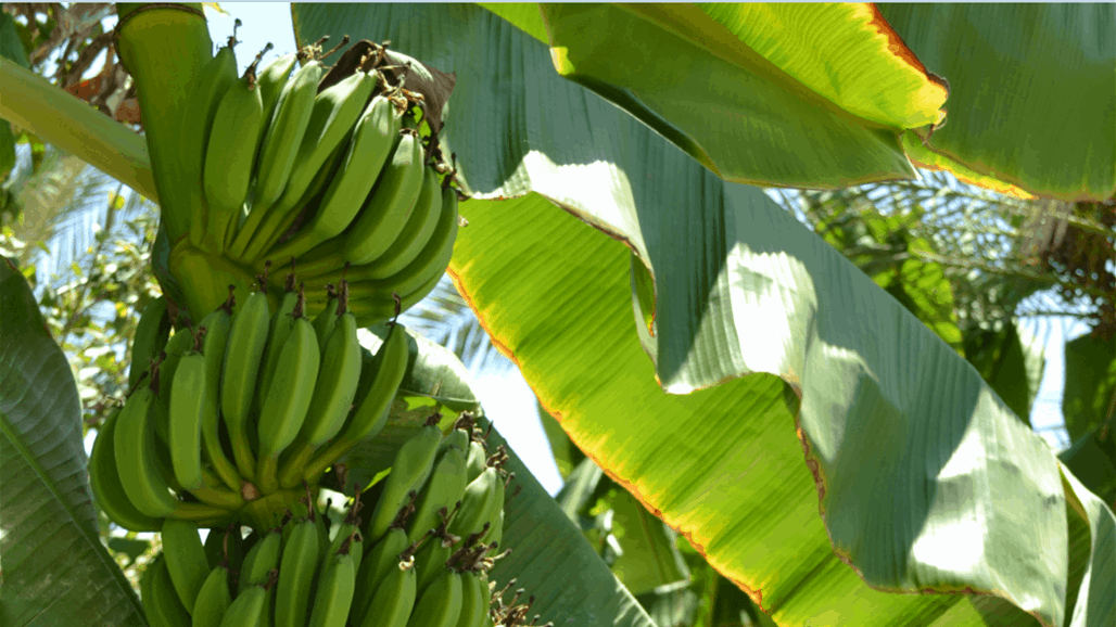 فوائد غير متوقعة لأوراق شجر الموز... تعرفوا اليها!