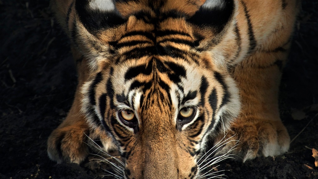 نمر يهاجم عارضة أزياء ألمانية في جلسة تصوير