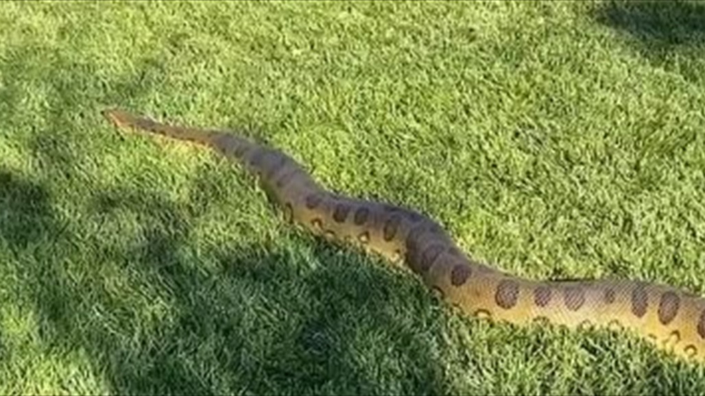 لحظة مرعبة لشاب عثر على ثعبان عملاق في الحديقة (فيديو) 