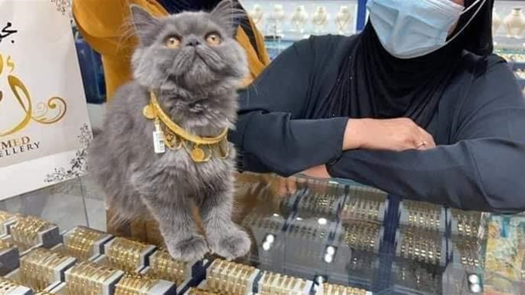 عائلة تشتري قلاده ذهب لـ"قطة" باكثر من 6 ملايين (صورة)  