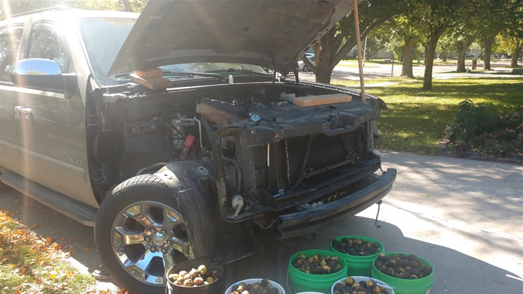 بعد ان تركها صاحبها 4 ايام فقط.. سنجاب يحول سيارة الى مخزن للجوز (صور)