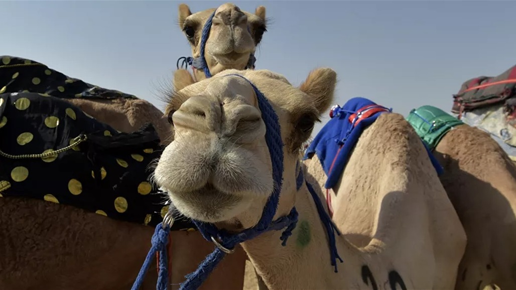 القبض على شخص أجرى عمليات تجميل للإبل!