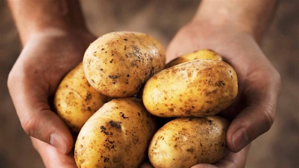وزارة الزراعة توجه نداء إلى المنافذ والسيطرات بشأن محصول البطاطا