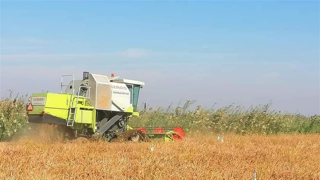 الديوانية.. بداية حملة حصاد الشلب