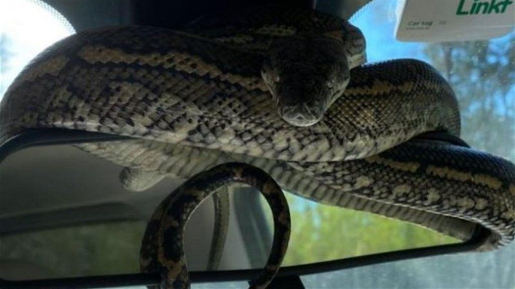 ثعبان عملاق يرعب عائلة بعد التفافه على مرآة السائق! (صور)