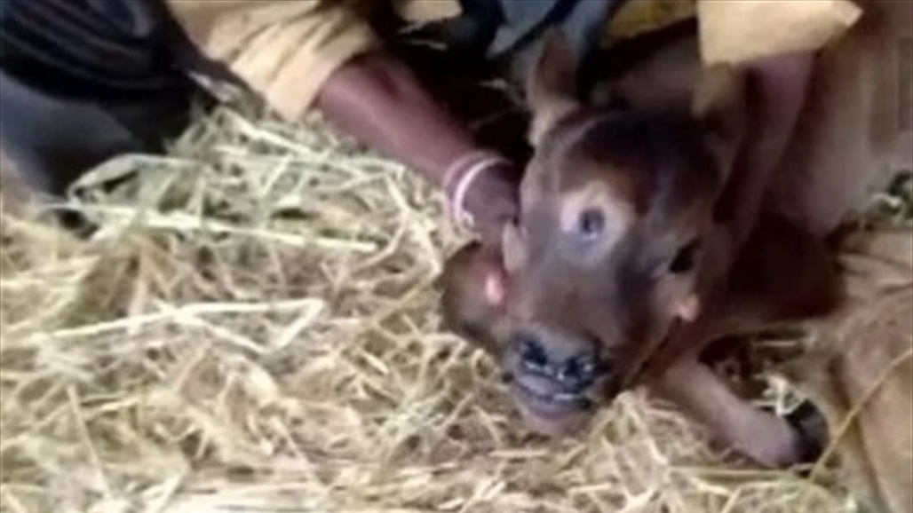 الهند.. بقرة تولد بثلاثة عيون ومواطنون ينسبوها لـ"إله معروف"!