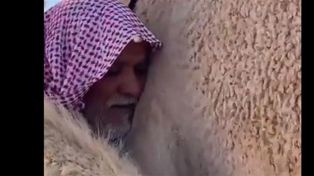 فيديو مؤثر.. وفاء "ناقة"  عندما رأت صاحبها الذي باعها منذ فترة