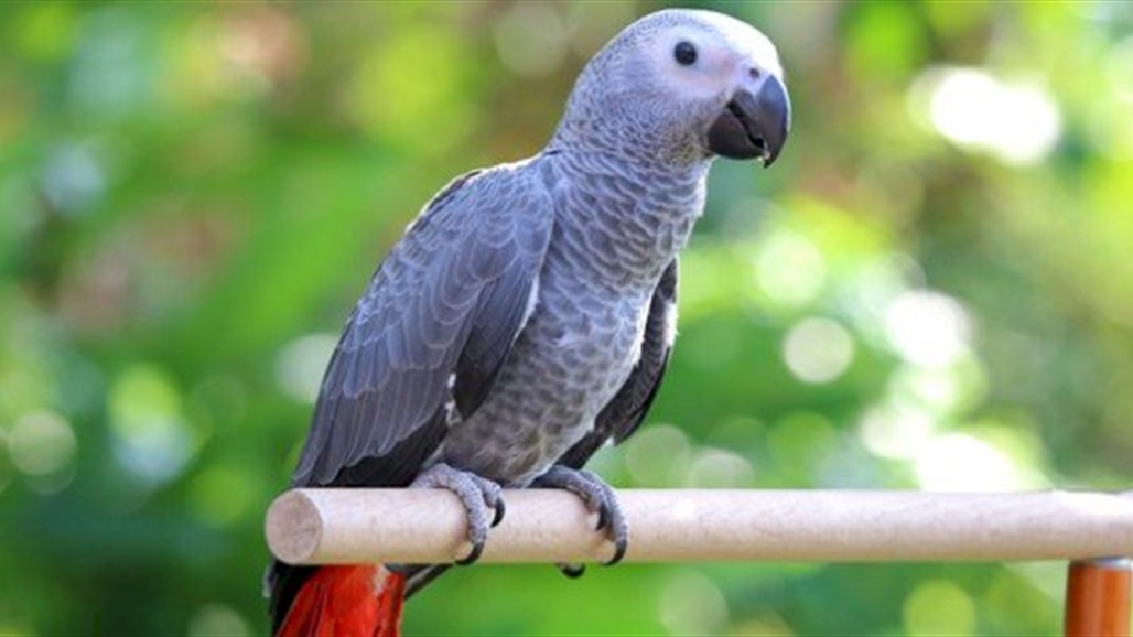 ببغاء يخدع العلماء في لعبة الغولف (فيديو)