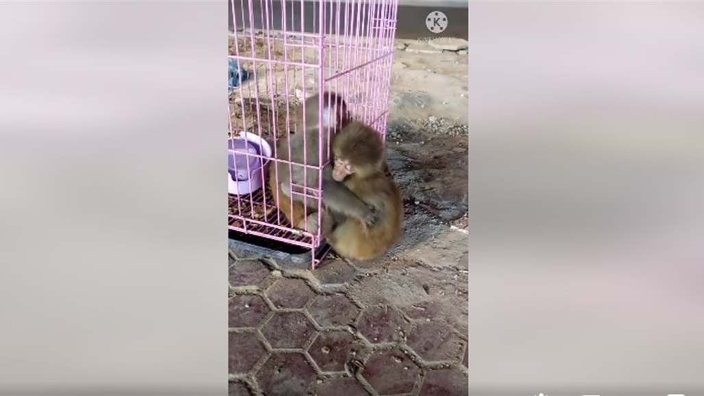 بالفيديو: العناق الأخير بين قرد وأخيه!