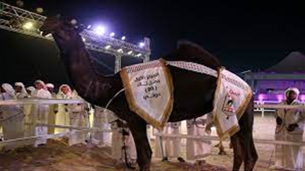 مليون ريال.. جائزة ملكة جمال الابل في قطر