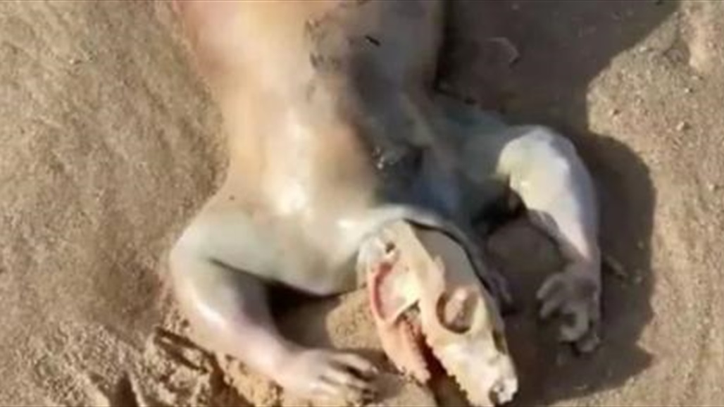 واقعة تحيّر الكثيرين.. رجل أسترالي يعثر على "كائن غريب" 