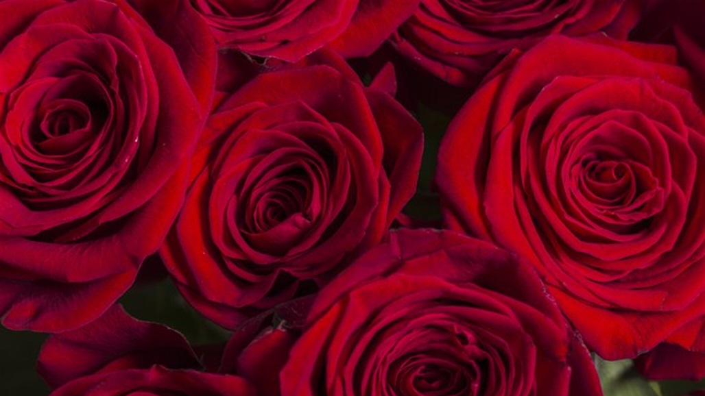 سر 99 وردة حمراء أهديت لأردوغان على مائدة الإفطار (صورة) 