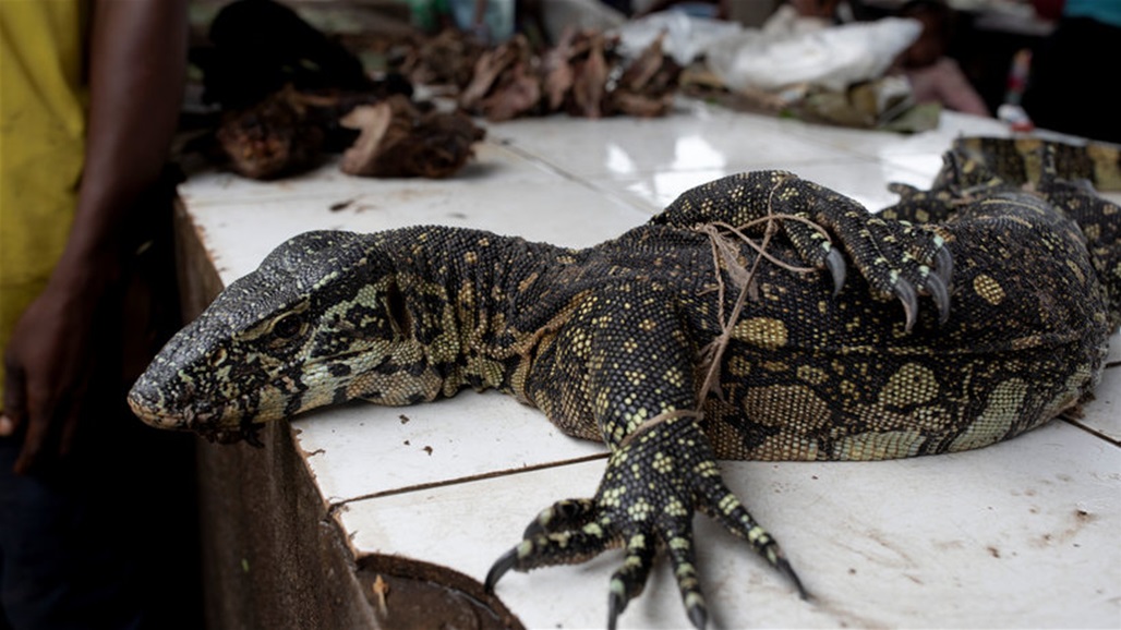 الهند.. 4 رجال يغتصبون ويأكلون سحلية مهددة بالانقراض!