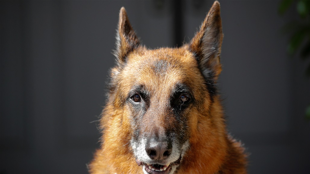 مداهمة أمنية غريبة.. لص يعض كلبا بوليسيا في وجهه 