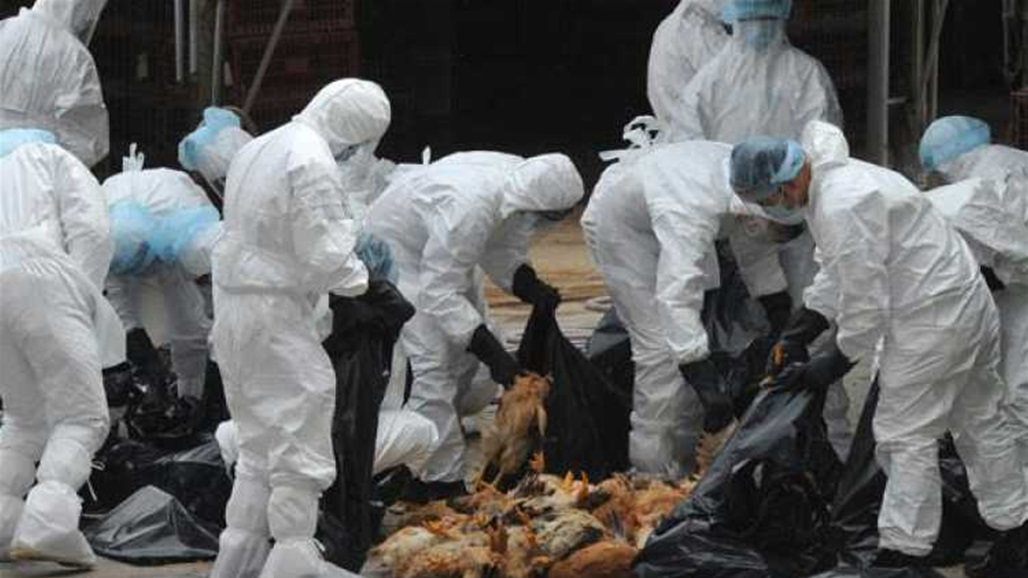 تسجيل أول إصابة بشرية مؤكدة بإنفلونزا الطيور في أمريكا