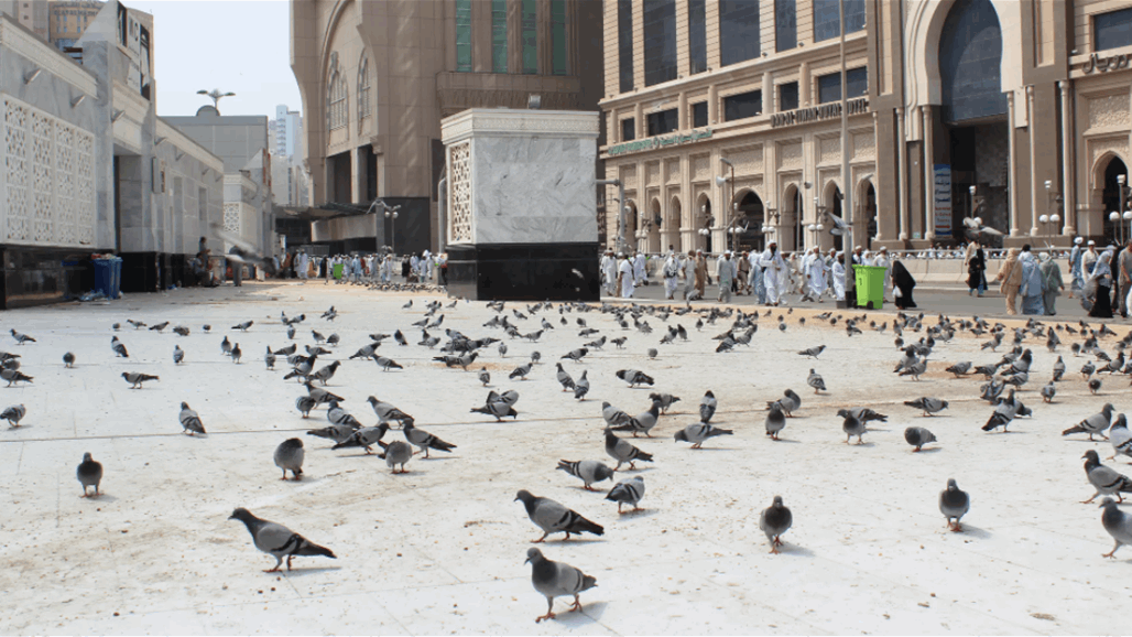 حمامة الحرم والطفلة.. مقطع متداول في السعودية وسط ردود متباينة (فيديو)
