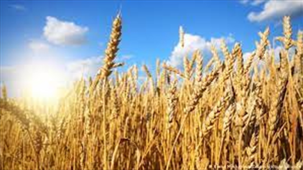 اجتياح أوكرانيا يفاقم أزمة القمح.. ودول تتسابق بحثا عن حلول