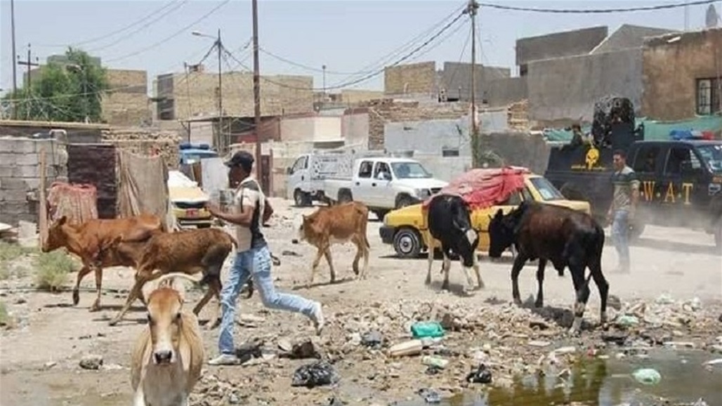 شرطة بغداد تباشر بحملة لإزالة اماكن تربية المواشي داخل الأحياء السكنية