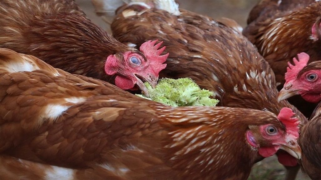 رصد إصابات بأنفلونزا الطيور في ألمانيا