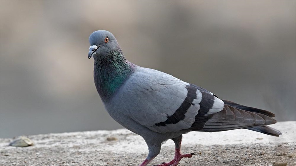 فصل طالب قطع رأس حمامة بطريقة بشعة داخل جامعة أهلية