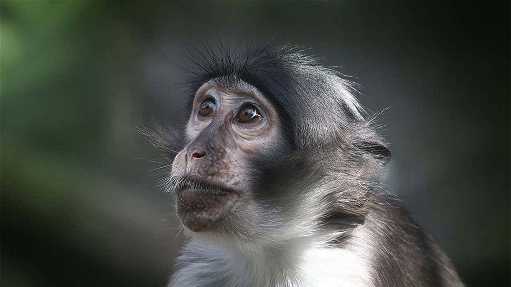 أول دولة عربية تستعد لعزل المصابين بجدري القردة