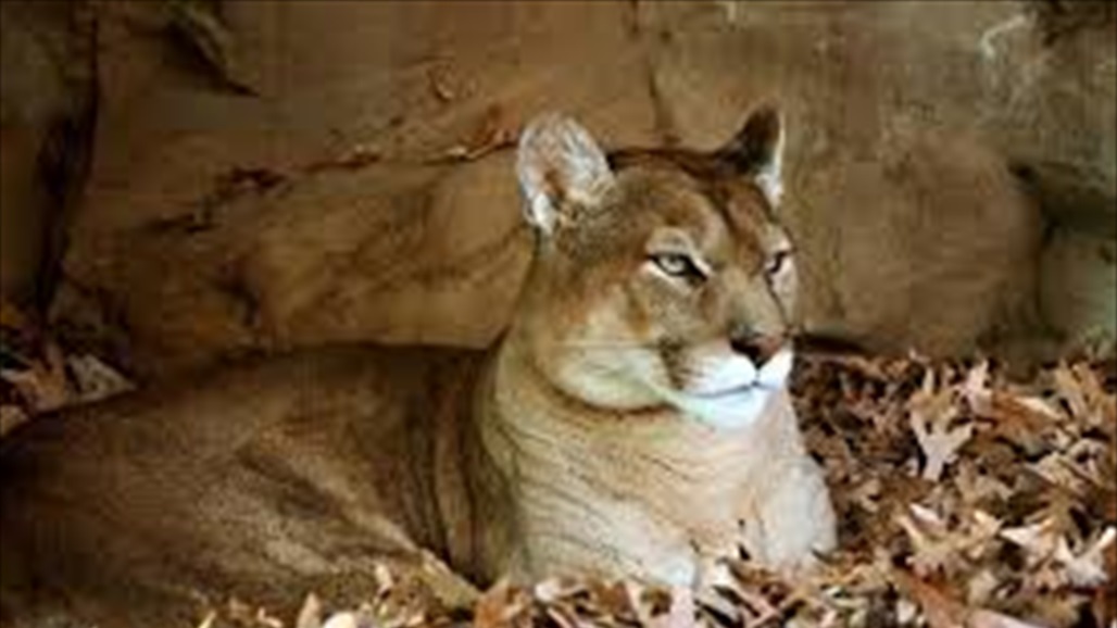 طفلة في التاسعة تنجو من هجوم أسد مخيف