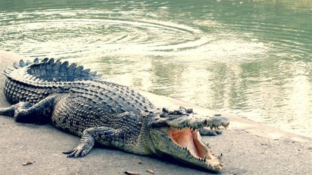 يصارع تمساحاً وينجو من الموت